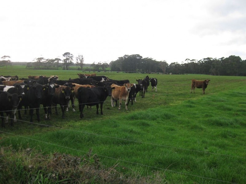 1004 Backline Road, Forest TAS 7330