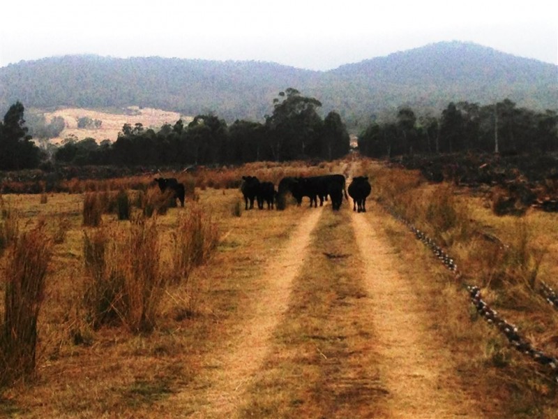 548ha Old Bangor Tram Road, Mount Direction TAS 7252