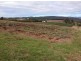 80 Kings Road, Forth TAS 7310