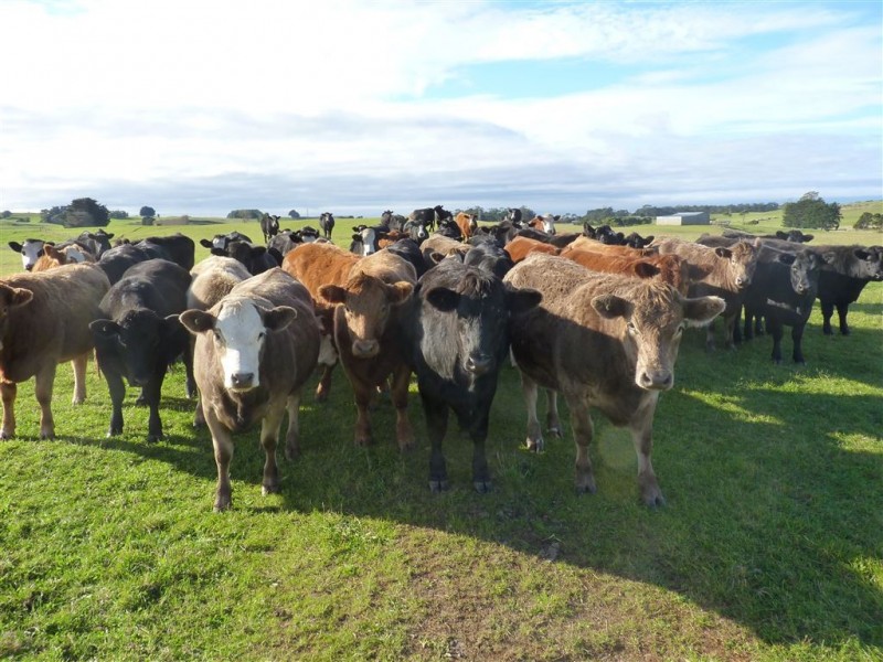 715 Backline Road, Forest TAS 7330