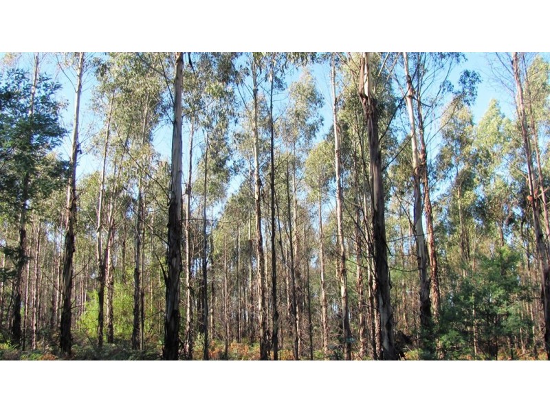 47.6ha Hodgetts Road, Rosevale TAS 7292