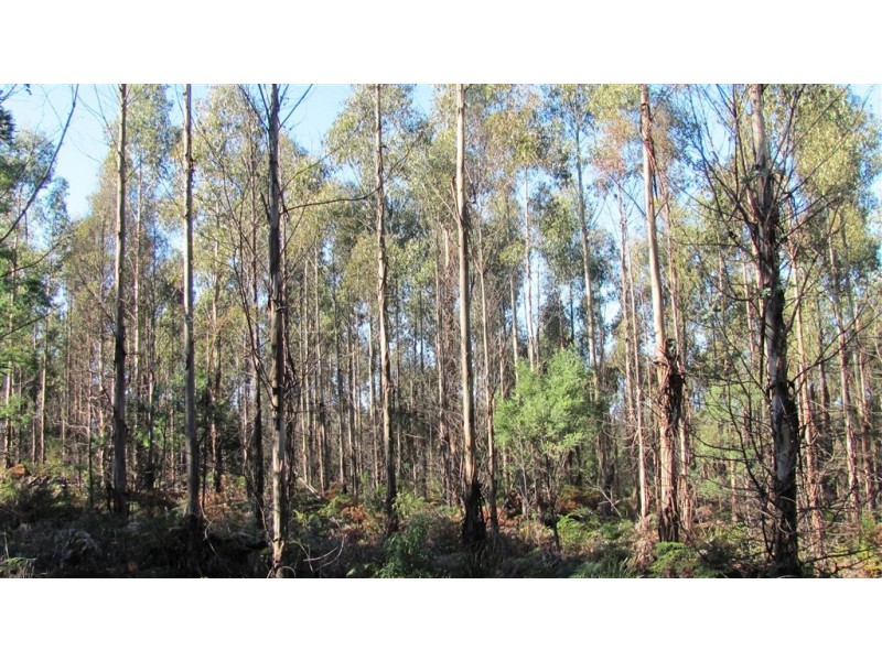 47.6ha Hodgetts Road, Rosevale TAS 7292