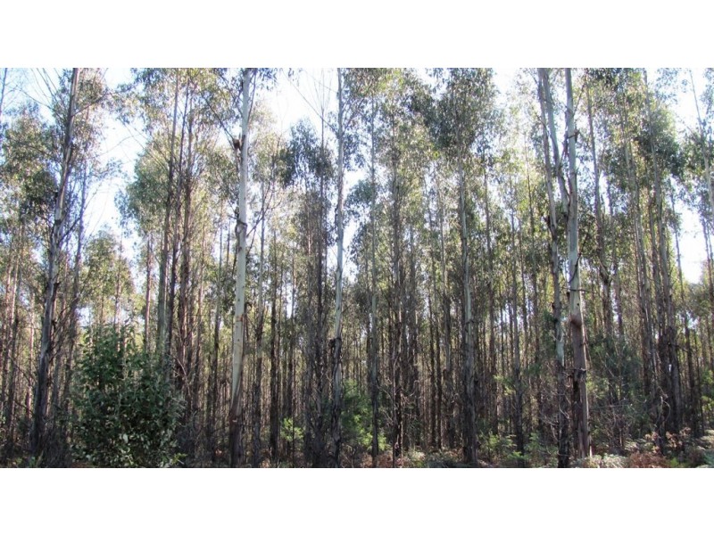 47.6ha Hodgetts Road, Rosevale TAS 7292
