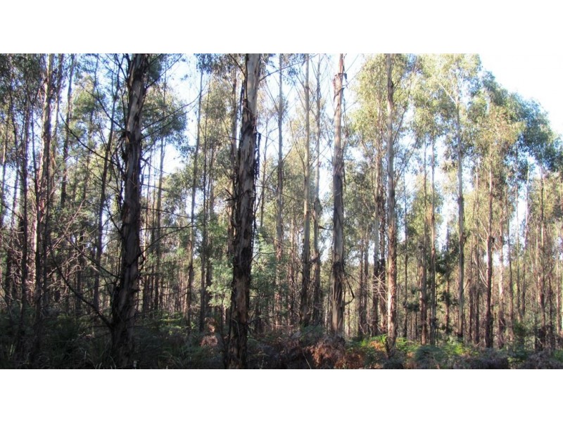 47.6ha Hodgetts Road, Rosevale TAS 7292