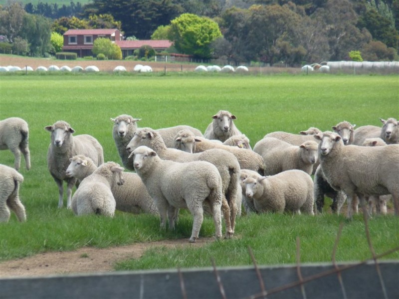 1926 Cressy Road, Cressy TAS 7302