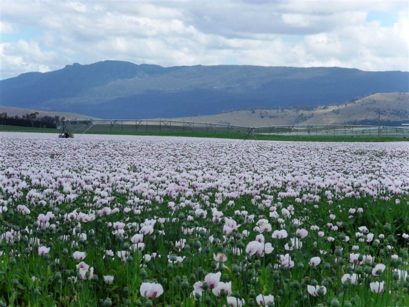 1926 Cressy Road, Cressy TAS 7302