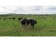 79 Wagners Road, Winnaleah TAS 7265