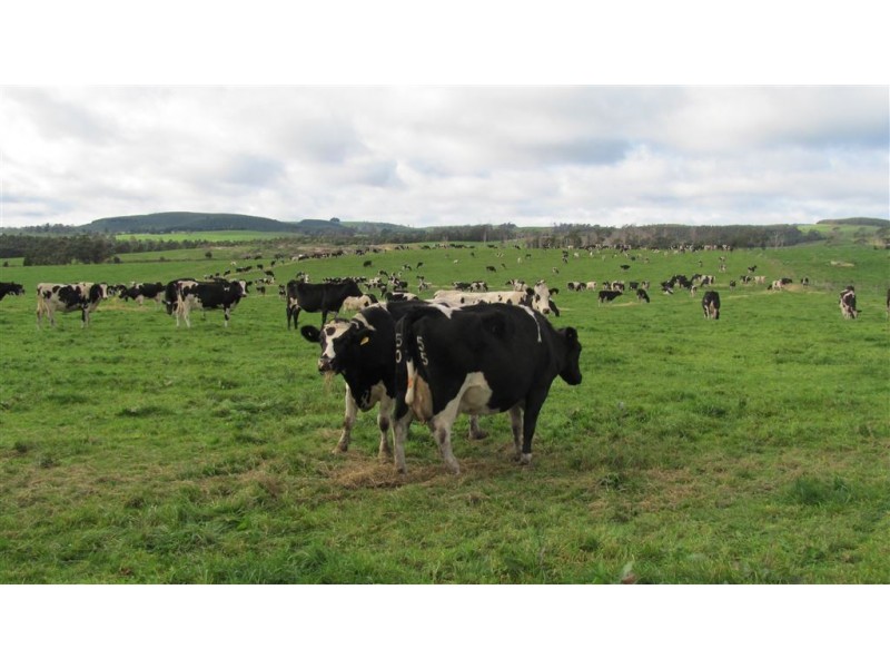 79 Wagners Road, Winnaleah TAS 7265