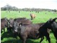 62 Blameys Road, Christmas Hills TAS 7330