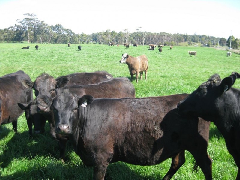 62 Blameys Road, Christmas Hills TAS 7330
