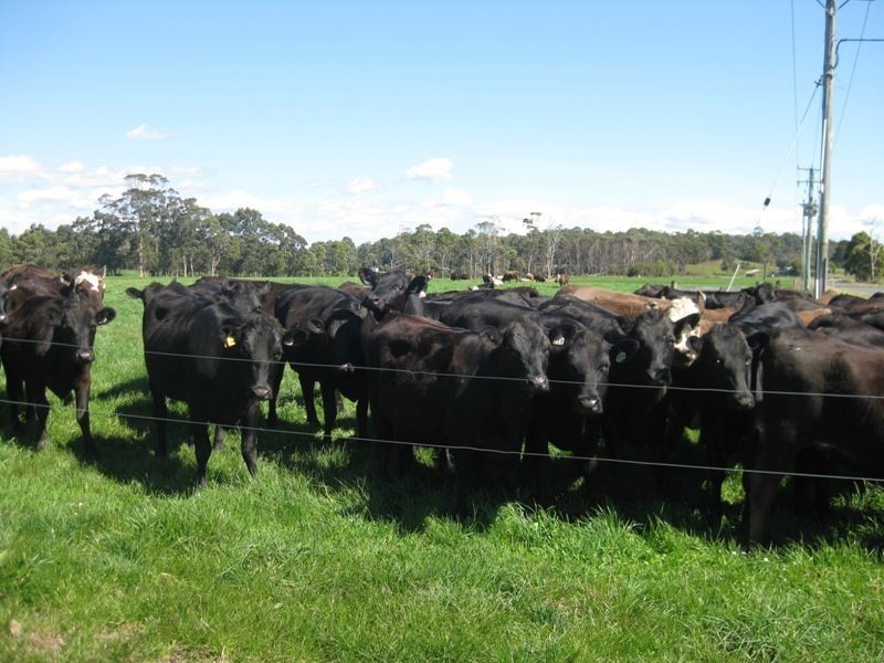 62 Blameys Road, Christmas Hills TAS 7330