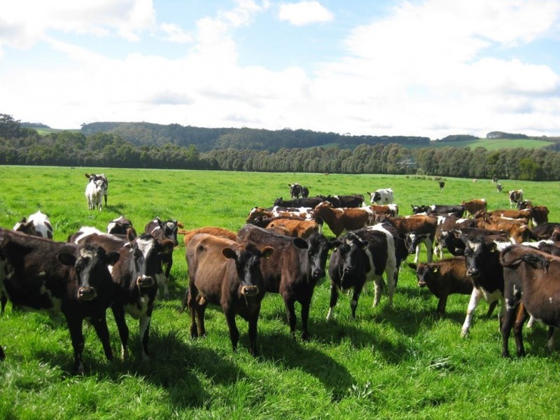 135 Poilinna Road, Edith Creek TAS 7330