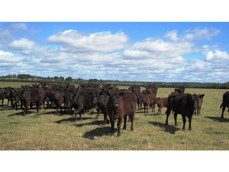 953 Illawarra Road, Longford TAS 7301