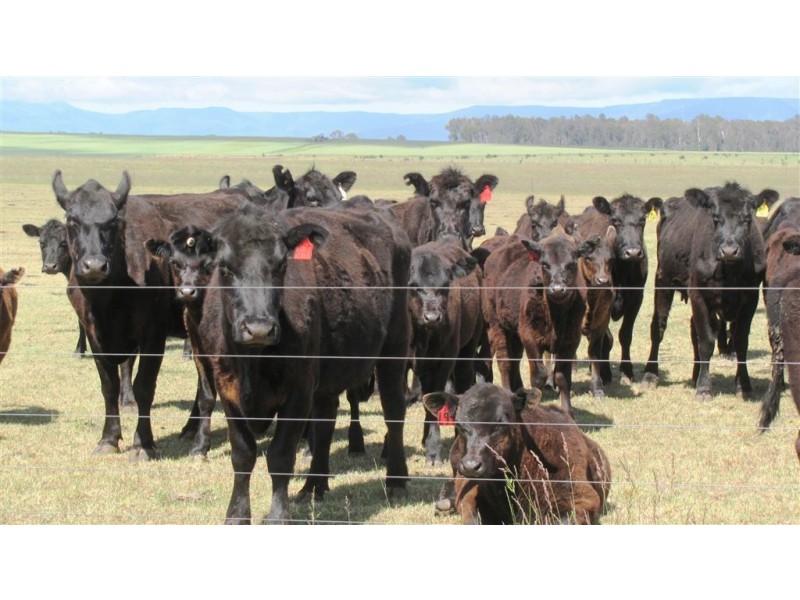 953 Illawarra Road, Longford TAS 7301