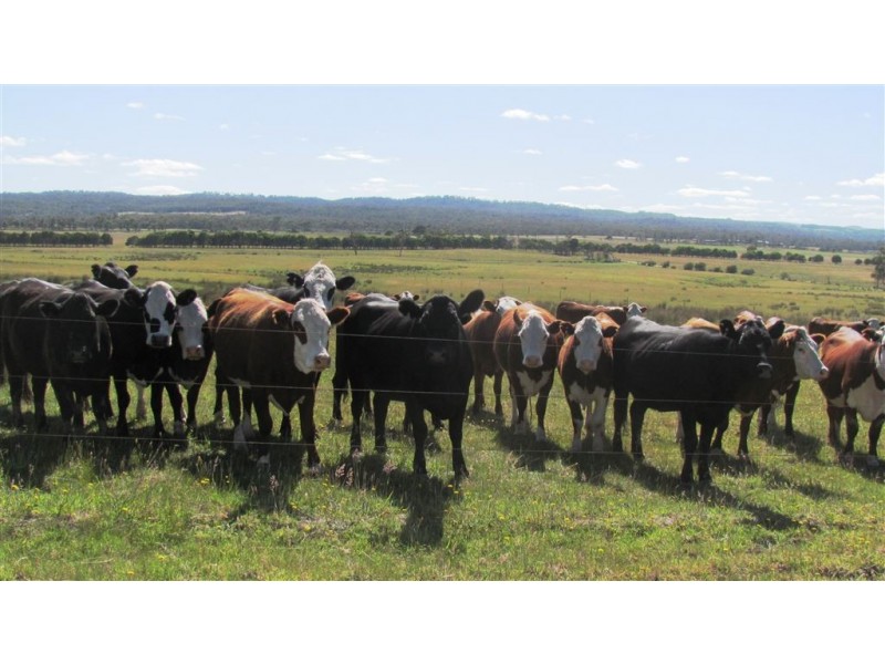 1019 Dalrymple Road, Mount Direction TAS 7252