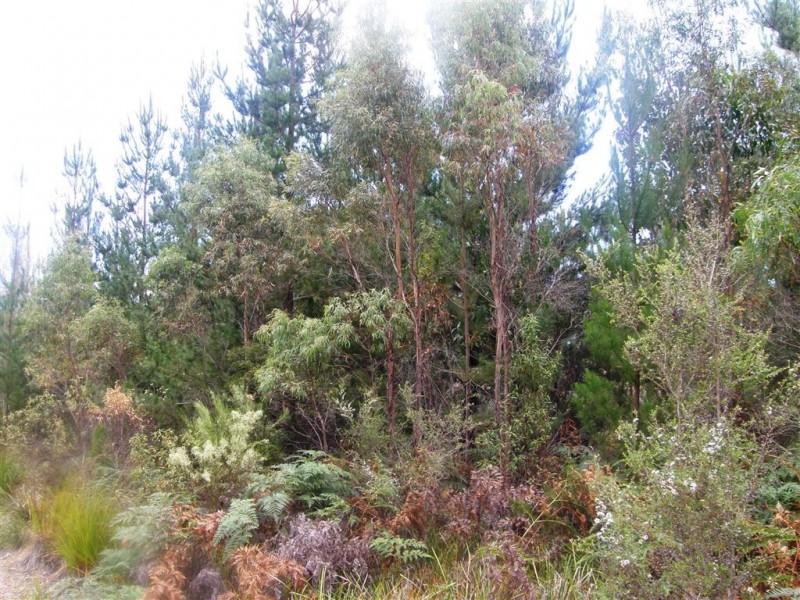 . Bridport Road, Jetsonville TAS 7260