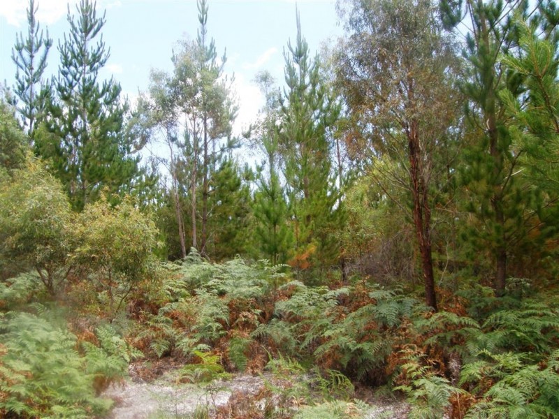 . Bridport Road, Jetsonville TAS 7260