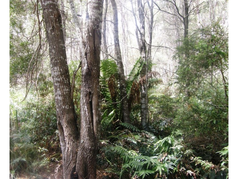 . Bridport Road, Jetsonville TAS 7260