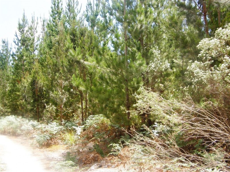 . Bridport Road, Jetsonville TAS 7260