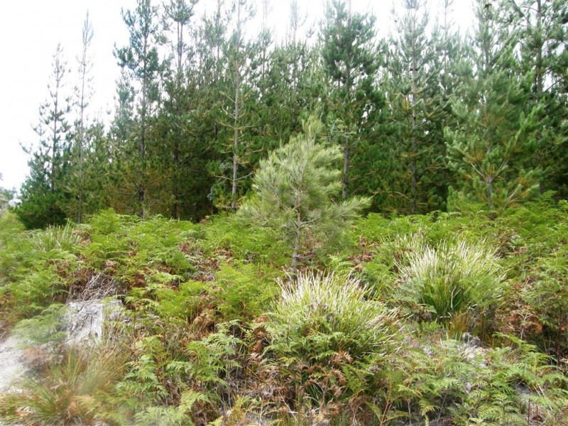 . Bridport Road, Jetsonville TAS 7260