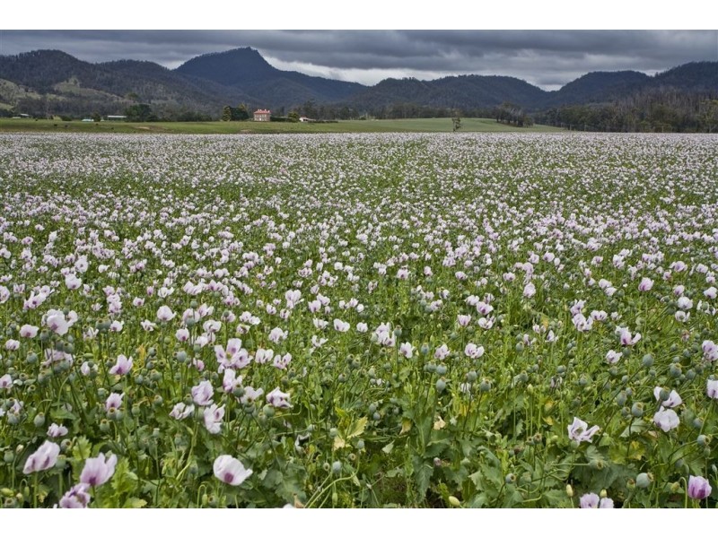 22464 Tasman Highway, Falmouth TAS 7215