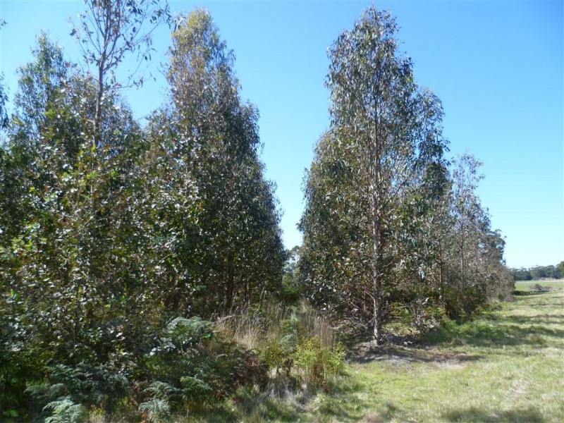 103ha Ansons Bay Road, St Helens TAS 7216