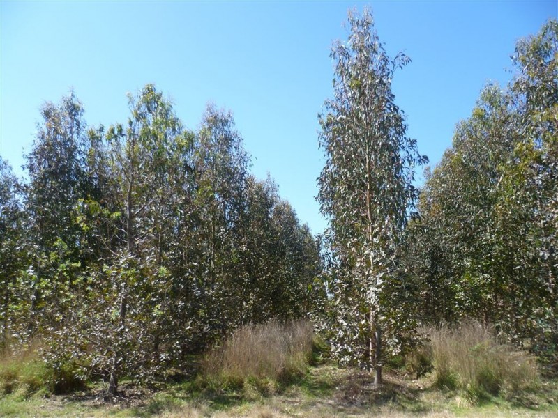 103ha Ansons Bay Road, St Helens TAS 7216