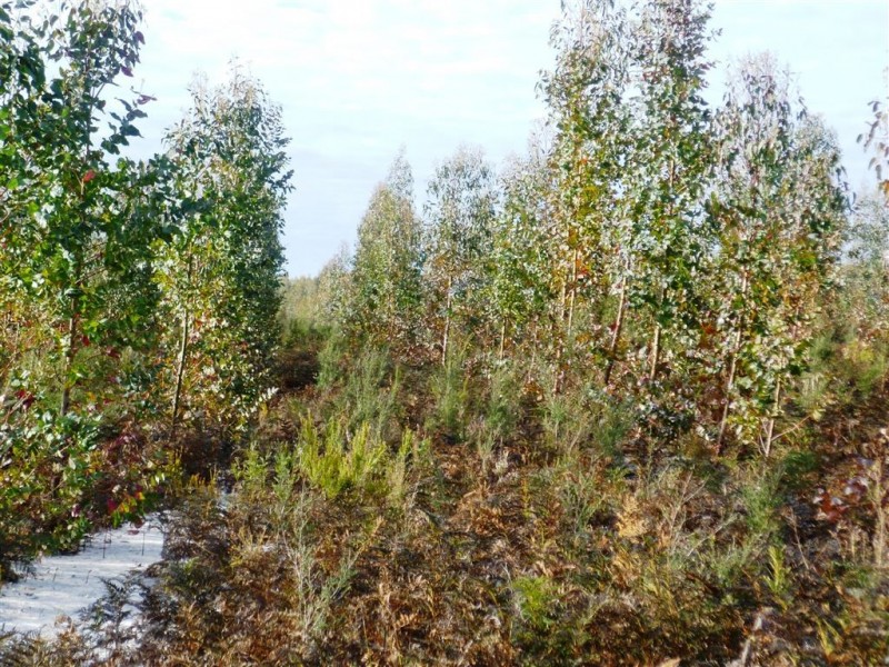 243ha Musk Vale Road, George Town TAS 7253