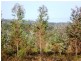 243ha Musk Vale Road, George Town TAS 7253