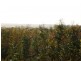 243ha Musk Vale Road, George Town TAS 7253