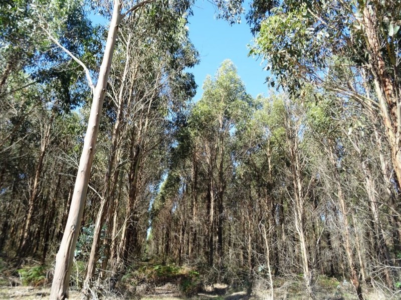 54ha Weymouth Road, Pipers River TAS 7252
