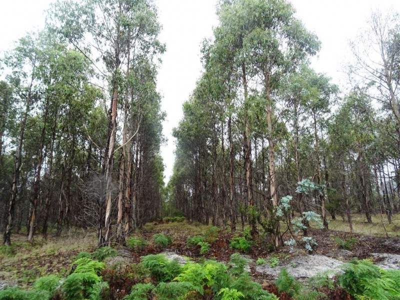149ha Tasman Highway, Goshen TAS 7216