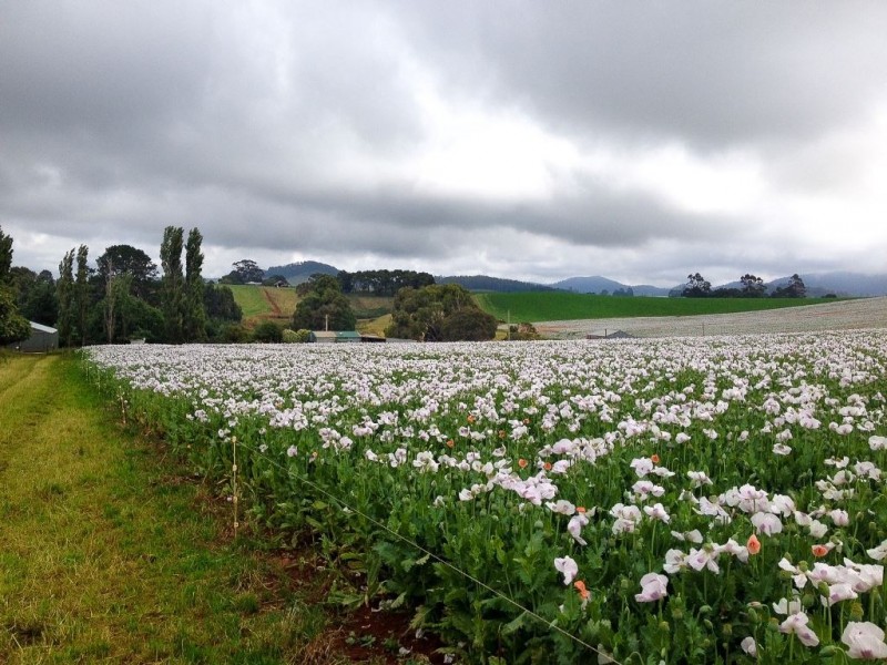 426 Preston Road, North Motton TAS 7315