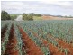 426 Preston Road, North Motton TAS 7315