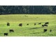 173 River Road, Deloraine TAS 7304