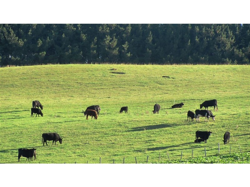 173 River Road, Deloraine TAS 7304