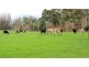 7 Moores Road, Lachlan TAS 7140