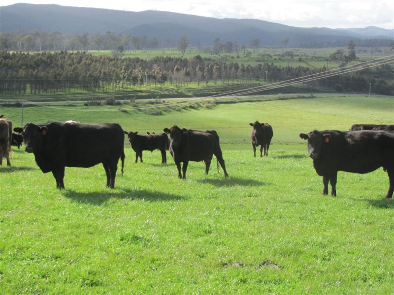 39678 Tasman Highway, Nunamara TAS 7259