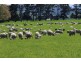 - Auburn Road, Ross TAS 7209