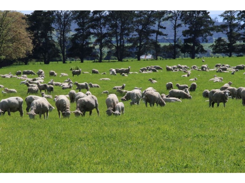 - Auburn Road, Ross TAS 7209