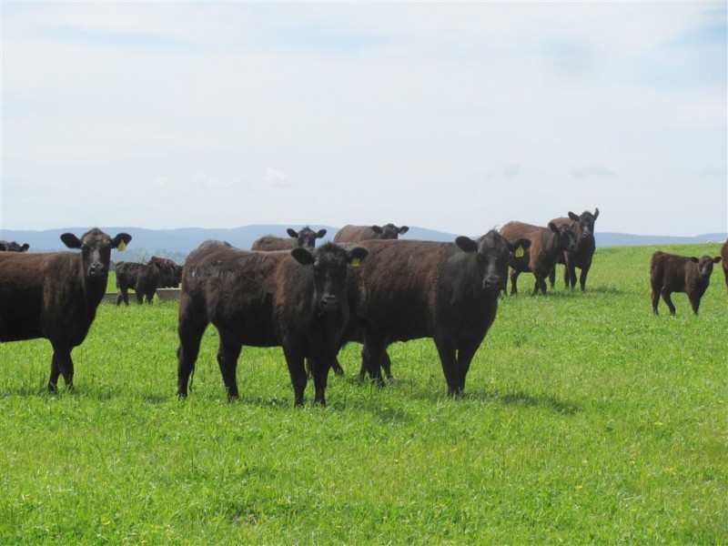 - Auburn Road, Ross TAS 7209