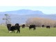 . 499 Glenore Road, Whitemore TAS 7303