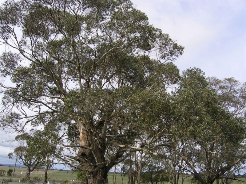 10 Scobles Road, Drummond VIC 3461