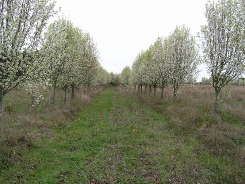 45 Wheelers Hill Road, Musk VIC 3461