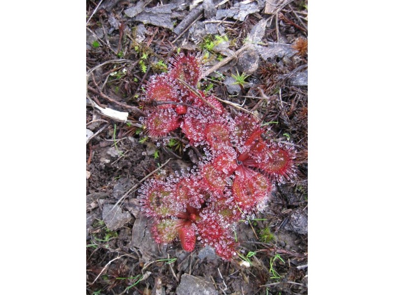 75 Acacia Road, Broomfield VIC 3364