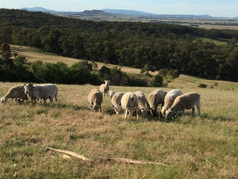 162 Flagstaff Ridge Road, Linton VIC 3360