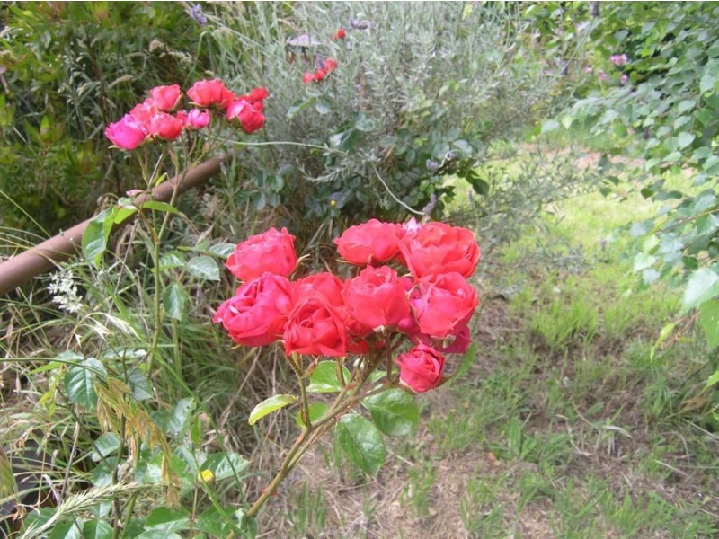 29 Armstrong St, Creswick VIC 3363