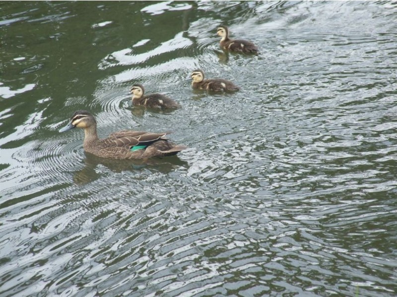 Lot 4 Yuille Street, Buninyong VIC 3357