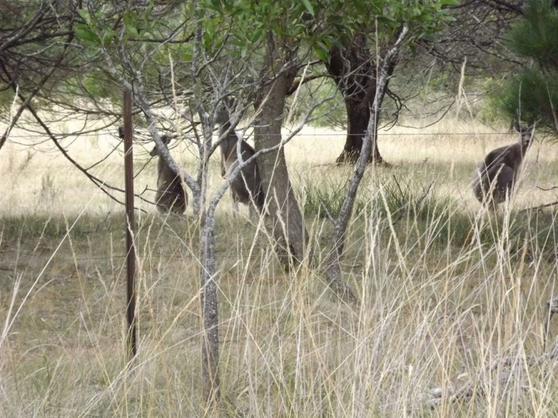 5 Inglewood Drive, Enfield VIC 3352