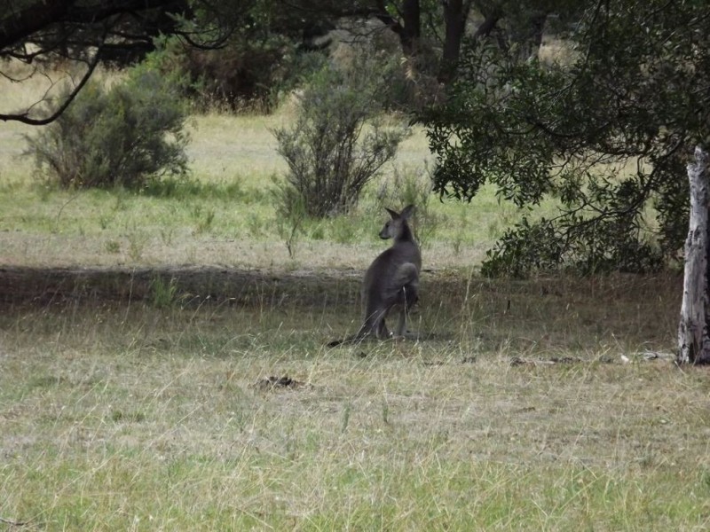 5 Inglewood Drive, Enfield VIC 3352